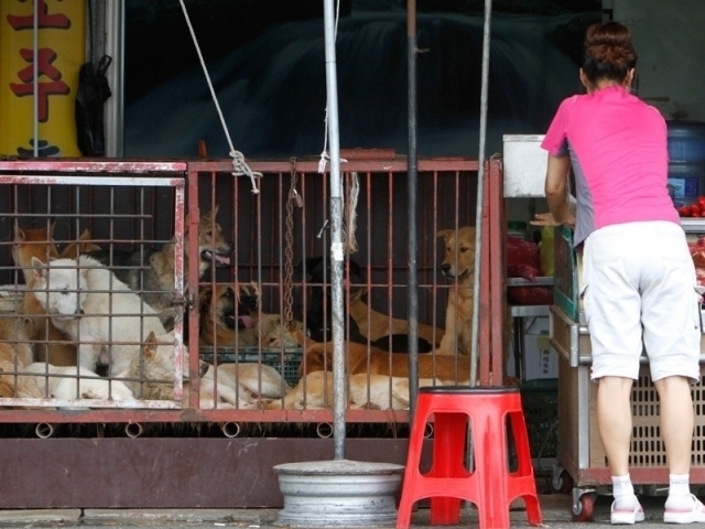 Дар Кореяи Ҷанубӣ фермҳои гӯшти сагҳо баста мешаванд.