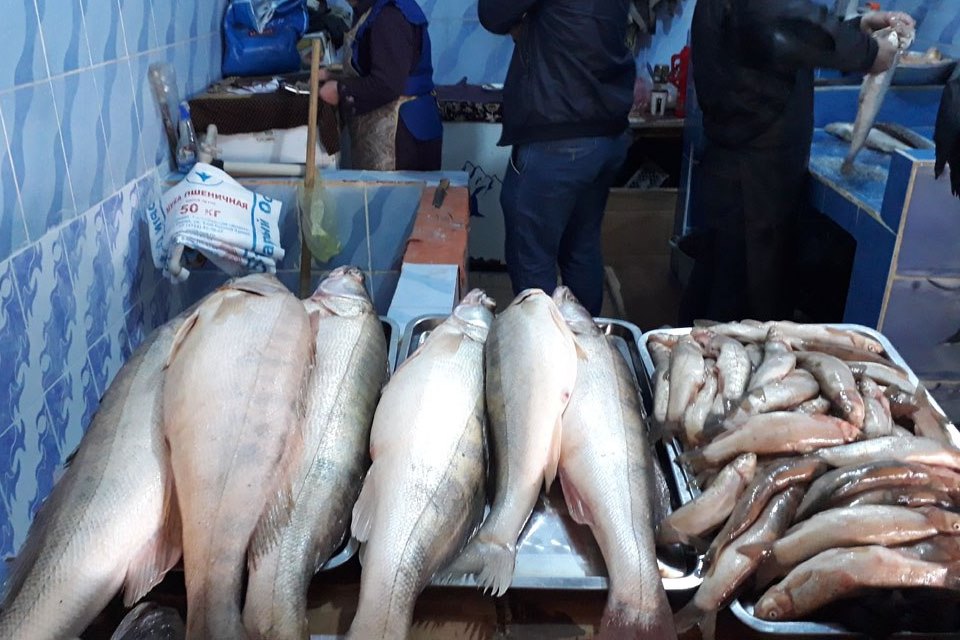 Истеҳсоли моҳӣ дар Тоҷикистон 12% зиёд шудааст