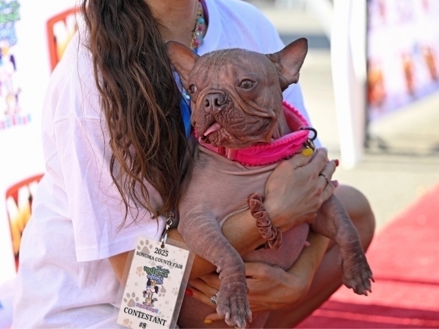 Саги безебтарин дар дунё 5000 доллар бурд кард.